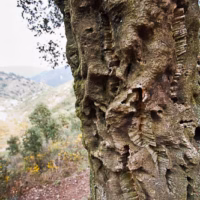 Alcornoque arbol corcho