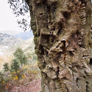 Alcornoque arbol corcho