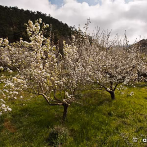 Almendro arbol flores paisaje