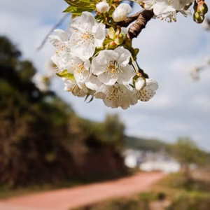 Almendro arbol camino flores
