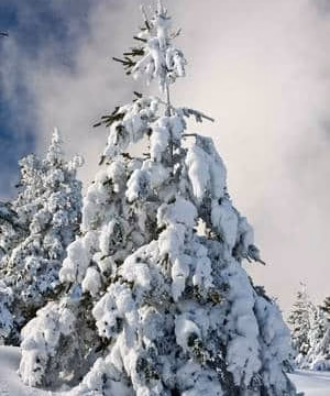 Rama de abeto cubierta de nieve entre niebla
