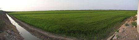 Albufera en Massanassa 14