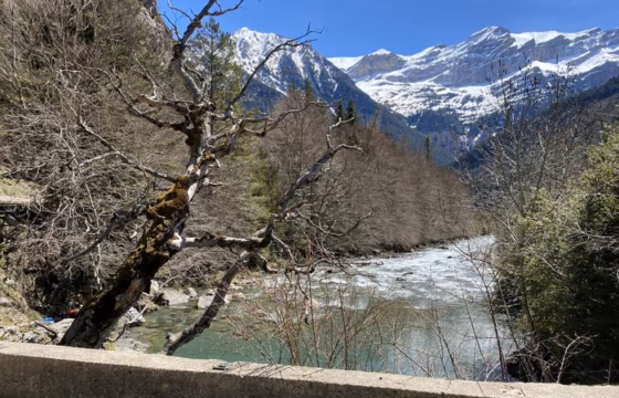 Río Ara entre árboles sin hojas con las cumbres nevadas del valle de Ordesa y Bujaruelo al fondo