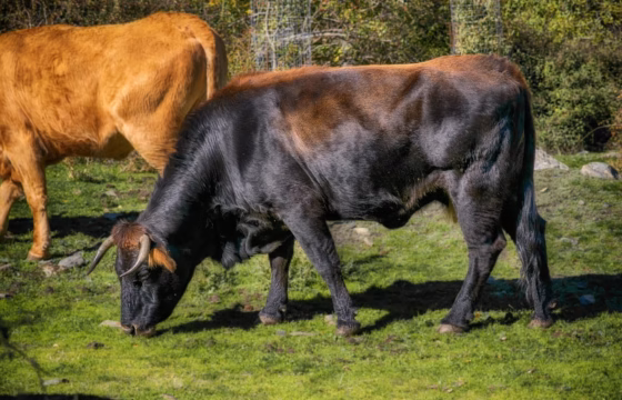 toro, cow, livestock, meadow, cattle raising, rural, toro, toro, toro, toro, toro, cow, cow, meadow, cattle raising, cattle raising